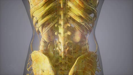 Complete-close-up-view-of-the-Skeletal-System-with-transparent-body